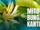 mitos-bunga-kantil