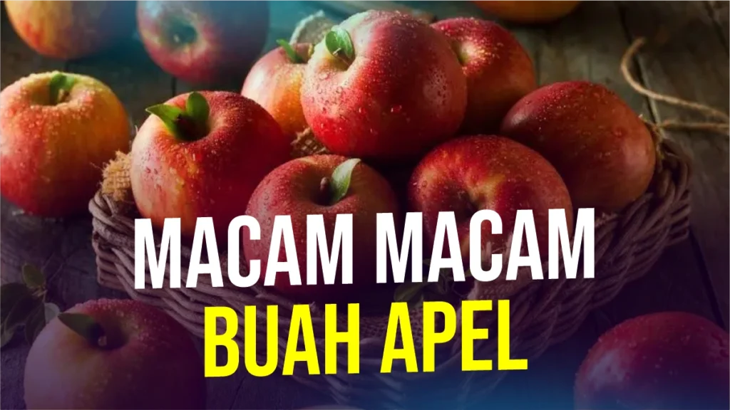 macam-macam-apel